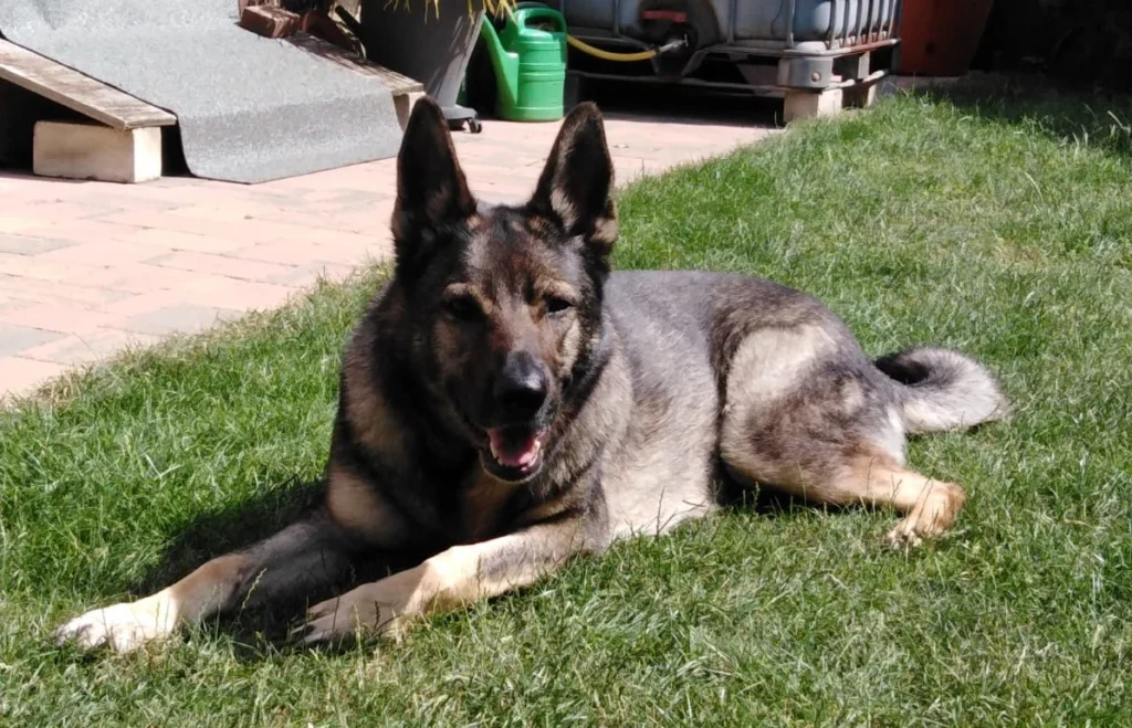 Hundevoting.de - Amy (Schäferhund)