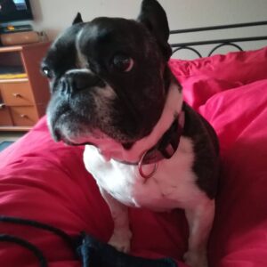 Hundevoting.de - Luna (Französische Bulldogge) aus Niedersachsen
