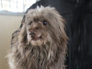 Hundevoting.de - Pepper (Mischling) aus Nörvenich, Nordrhein-Westfalen