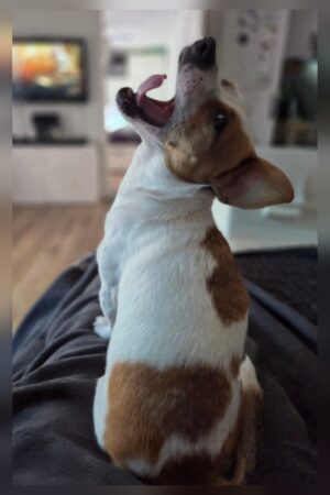 Hundevoting.de - Timmy (Jack Russel Mix) aus Marburg, Hessen