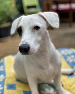 Hundevoting.de - Maylo (Mischling) aus Kempen, Nordrhein-Westfalen