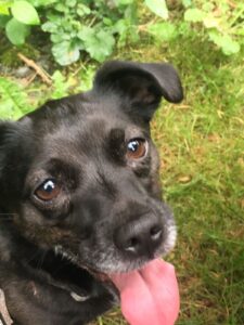Hundevoting.de - Lotte (Mischling) aus Schleswig-Holstein