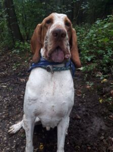 Hundevoting.de - Olmo (Bracco Italiano) aus Bremen