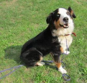 Hundevoting.de - Zaza (Australian Shepherd) aus Hamburg, Hamburg